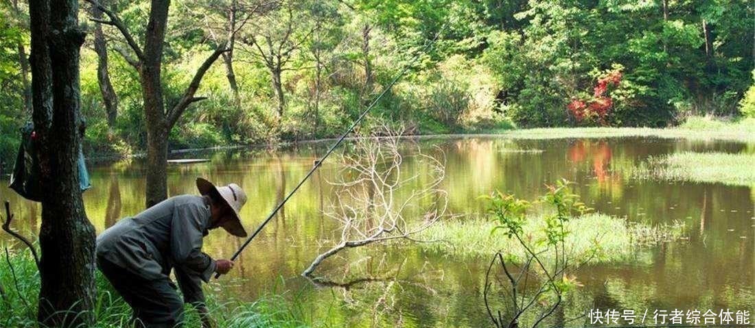 水草|老话讲“钓鱼要钓草，不然要白跑”！但这4种水草钓也白跑