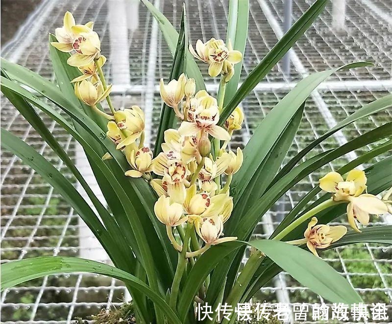 天价|曾经天价的8种兰花,如今跌落神坛,普通人也买得起