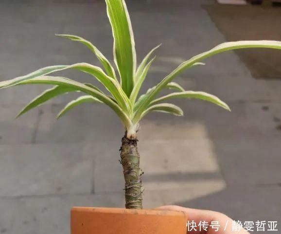 虎皮兰,红掌,吊兰养成老桩,变成大树,真壮观