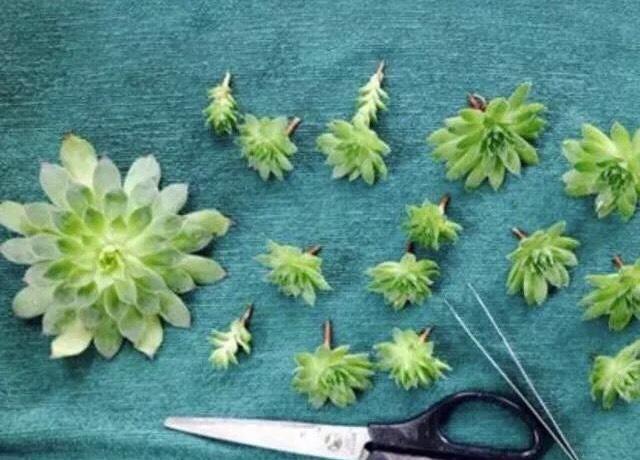 秋天养“观音莲”，别忘摘点芽繁殖，一棵变10棵，来年又长一大圈