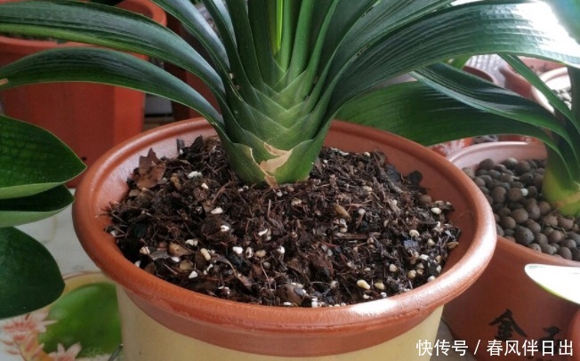 怎么让养花更富有趣味?多收集松果,学着这般处理