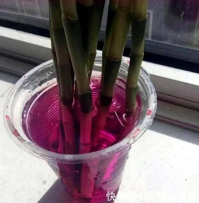 药片|4种药片过期了不要扔，养花用一片，杀菌消毒、防黄化、促生根