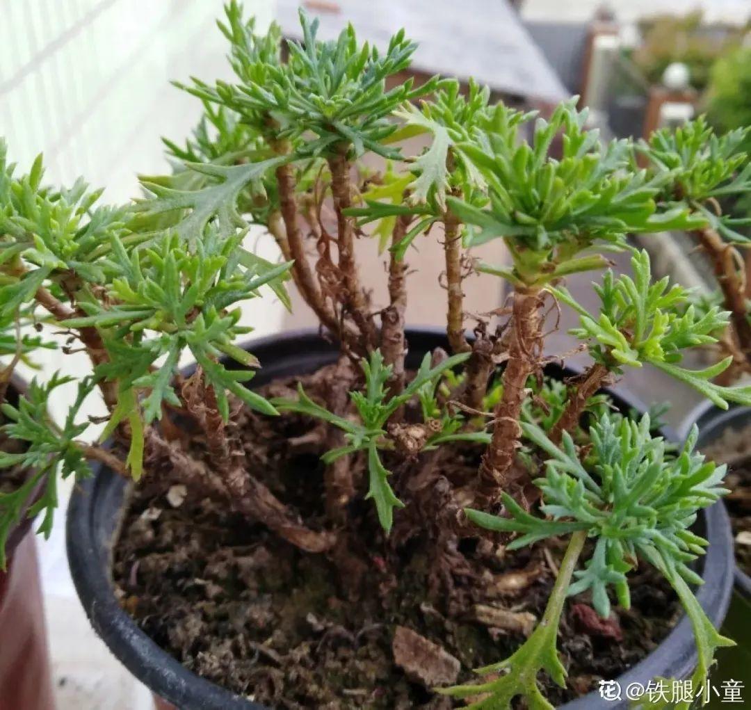 家里养了月季，花后使劲剪，越剪越开花，真省心