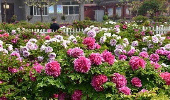 深受古人喜爱的10种花草，每种都历史悠久