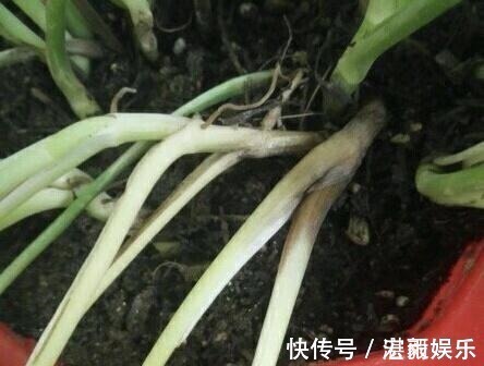 发酵|3种水直接浇花,是毒水,浇下去花卉黄叶、烂根都来了