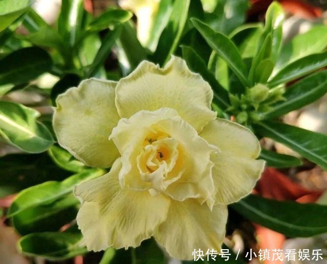  买回来|沙漠玫瑰买回来有3岁了还不开花是怎么回事？求解决方法