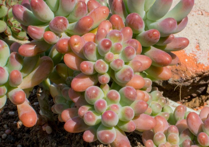 多肉乙女心的4个养殖经验,做好这4点你的乙女心立马出果冻般状态