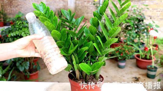 养花|客厅摆盆招财花,空气清新好兆头,富贵人家都爱养