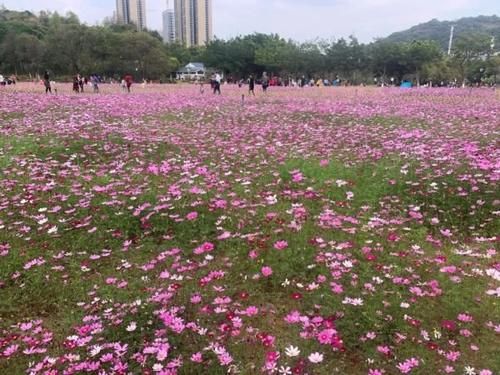 波斯菊、木棉花、黄花风铃木……黄埔这些地方，花开似海！