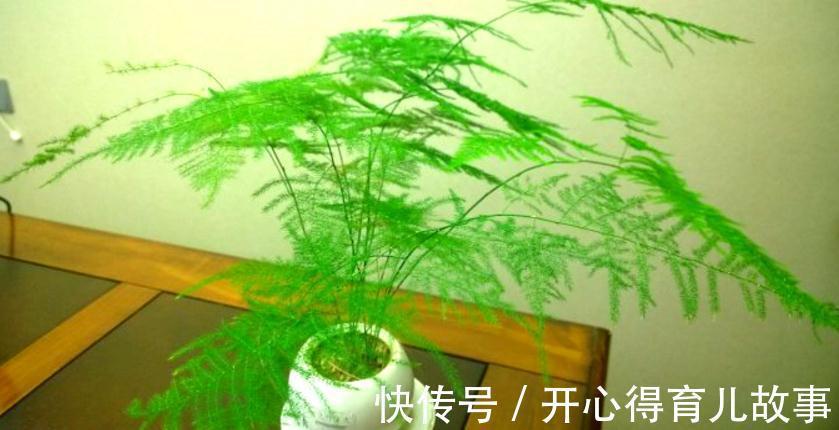 文竹盆景有哪些养护技巧,怎么才能养好文竹盆景呢