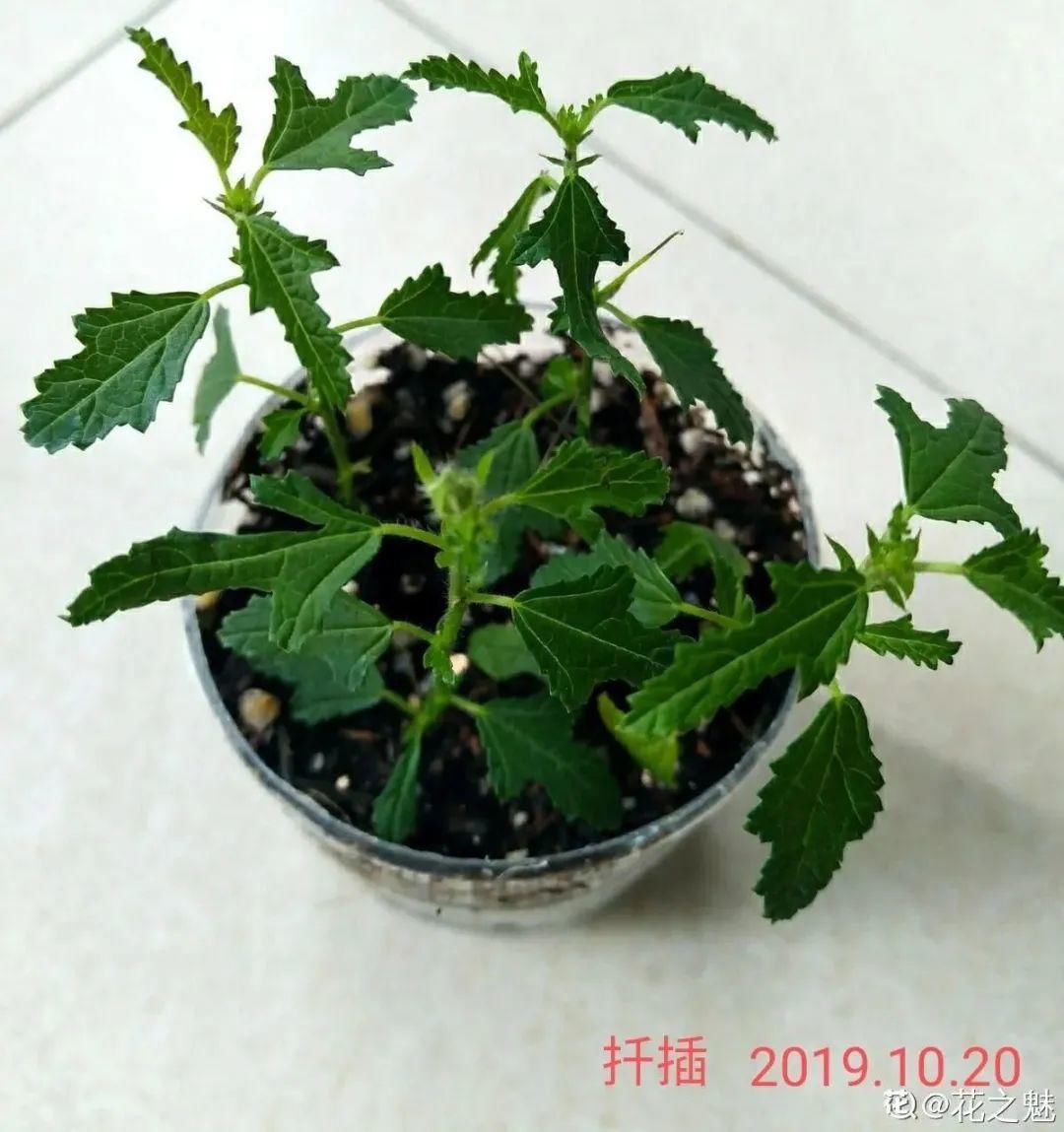 棒棒糖|从养花大神家，偷来3个爆花技巧，快学，24小时后删