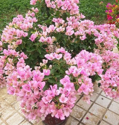 它们是“耐旱花”，盆栽1、2个月浇水1次，轻松花开满树