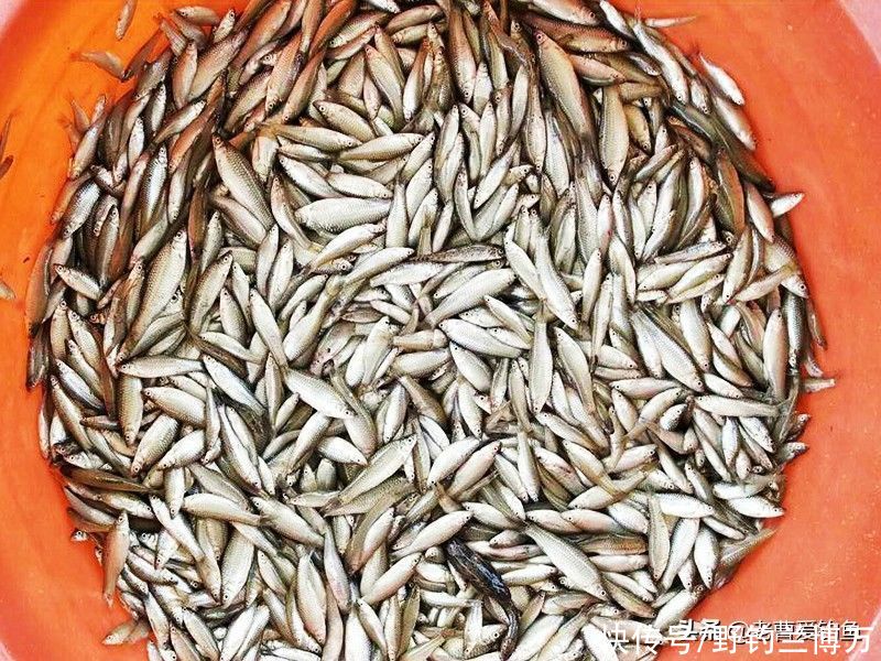 “臭名昭著”的麦穗鱼，凭什么独占鳌头？