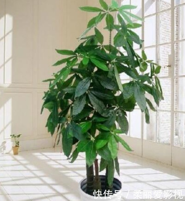 阳台上|最适合新手养的4种花，镇宅又旺财，家里更清新，养在客厅上档次