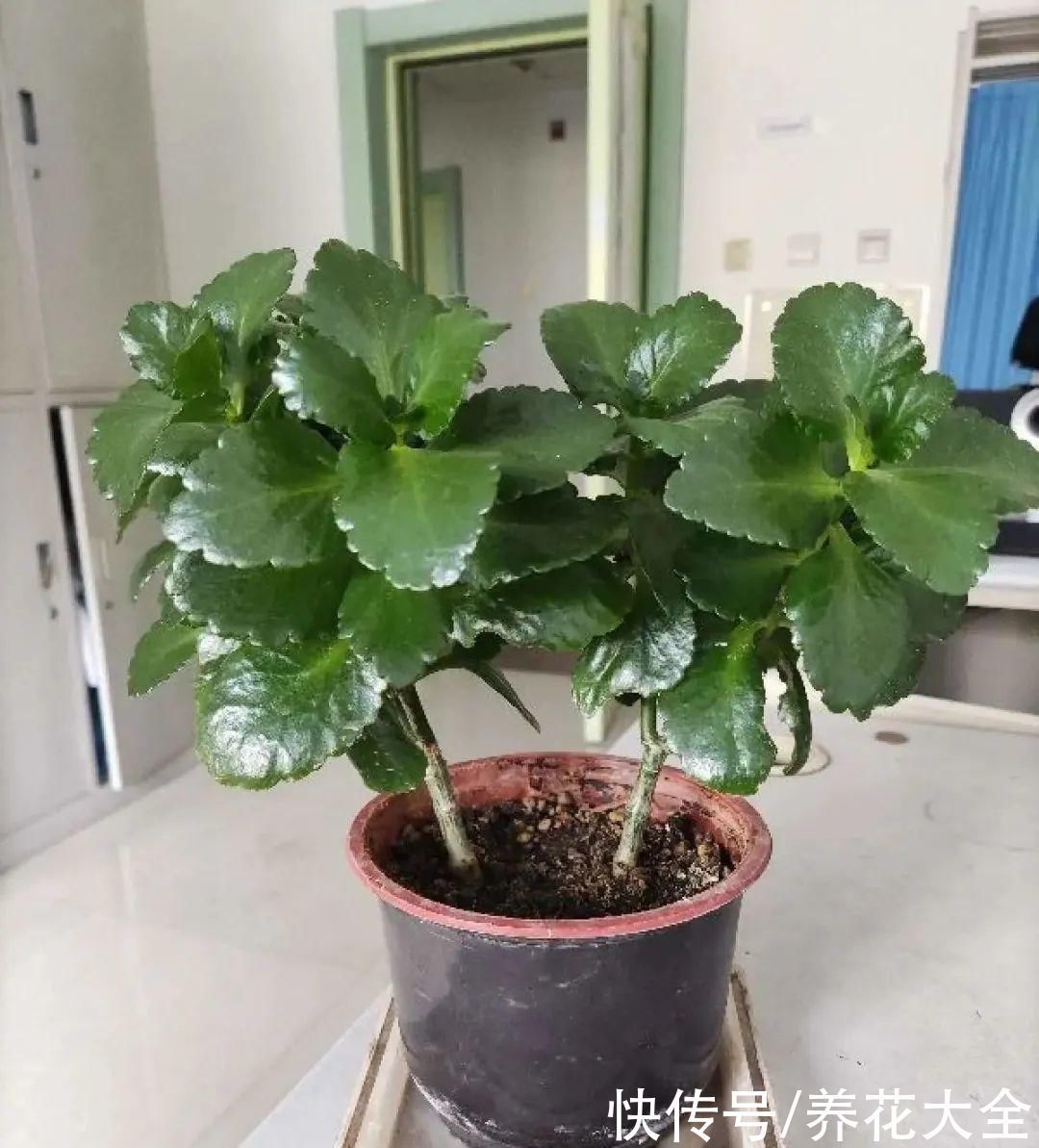 浇水|9种花,夏天休眠了,一定少浇水,否则越浇越死