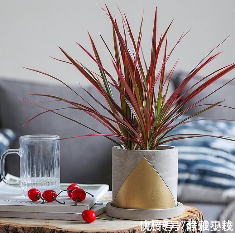 花友小叶投稿:养花一年了,三种绿植基本不用管,没光也不怕