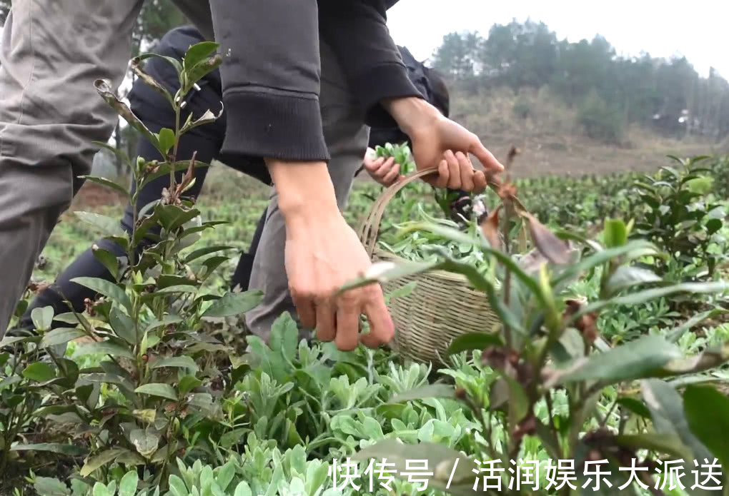 野花野草|山间野菜太多，一会功夫就摘一背篓，拿回家可以做成特色美味小吃