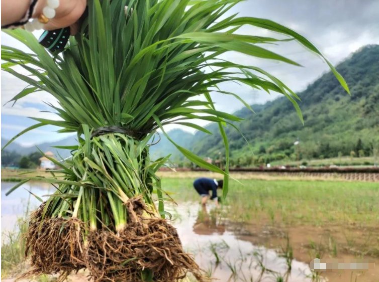 川西|芒种麦秋而稻禾青青来芦山肆意撒欢