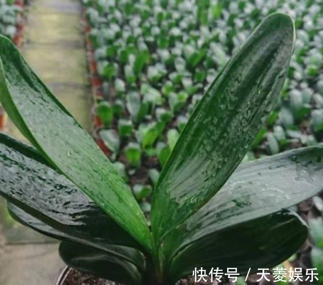 根系|给君子兰换盆,谨记“1个要、2个不要”,叶厚根壮,快速服盆!