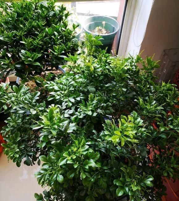 栀子花|这6种花儿爱吃酸,每月1勺“酸水”,花苞满盆看不见叶