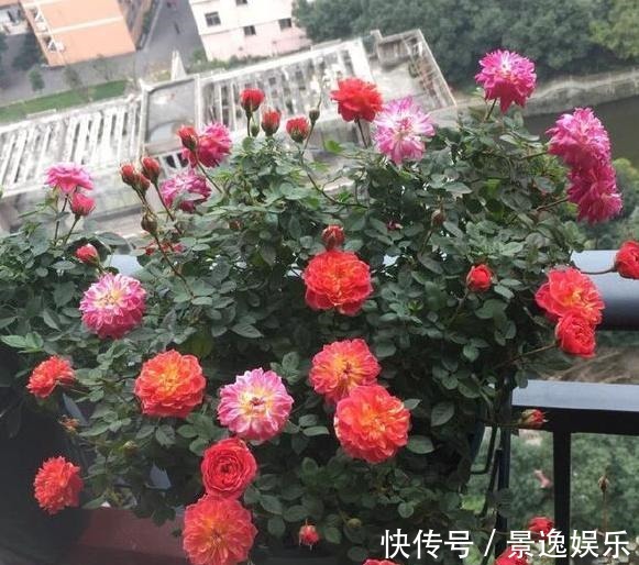 花朵|喜欢养花就盆栽月季,此款花期长、易爆盆,一株苗开出多色花
