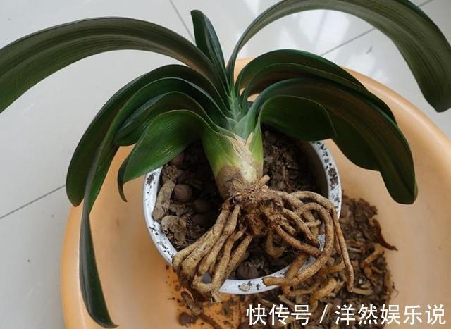 吊兰|别买花盆了,去垃圾堆“逛1圈”,1分钱不用花,捡来一百个!