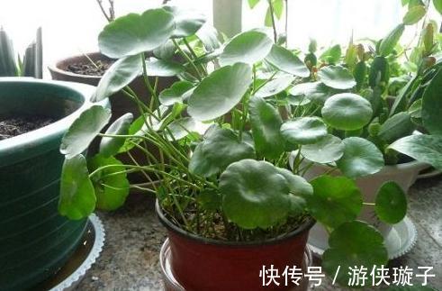 水培植物长势差,易烂根,注意4个细节,不烂根养护省心