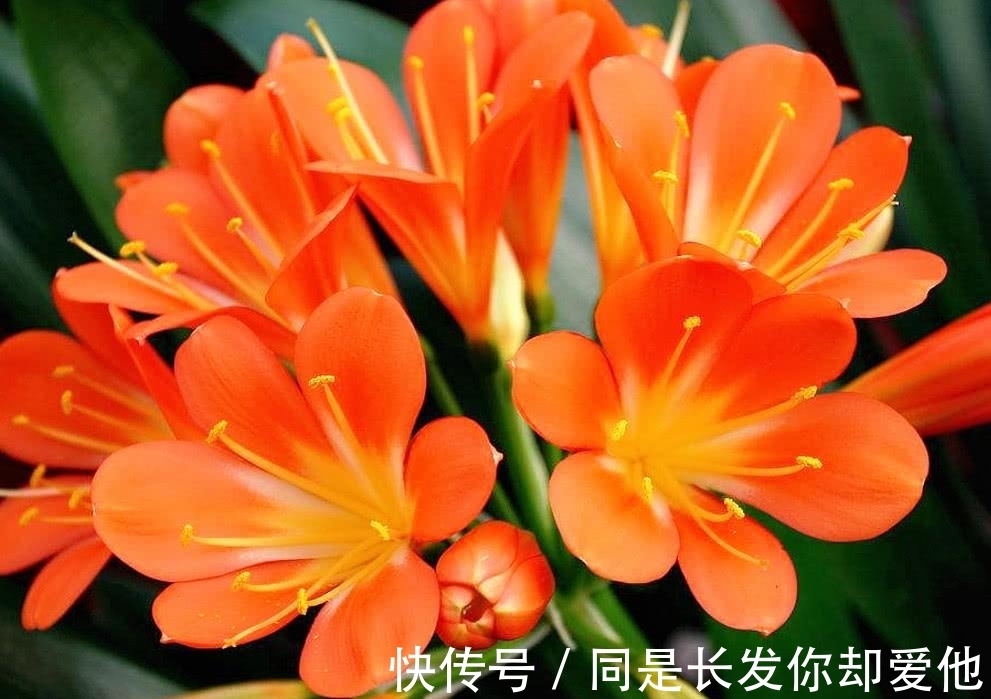 这4种花进入休眠期,水要少浇!如何正确浇水呢?