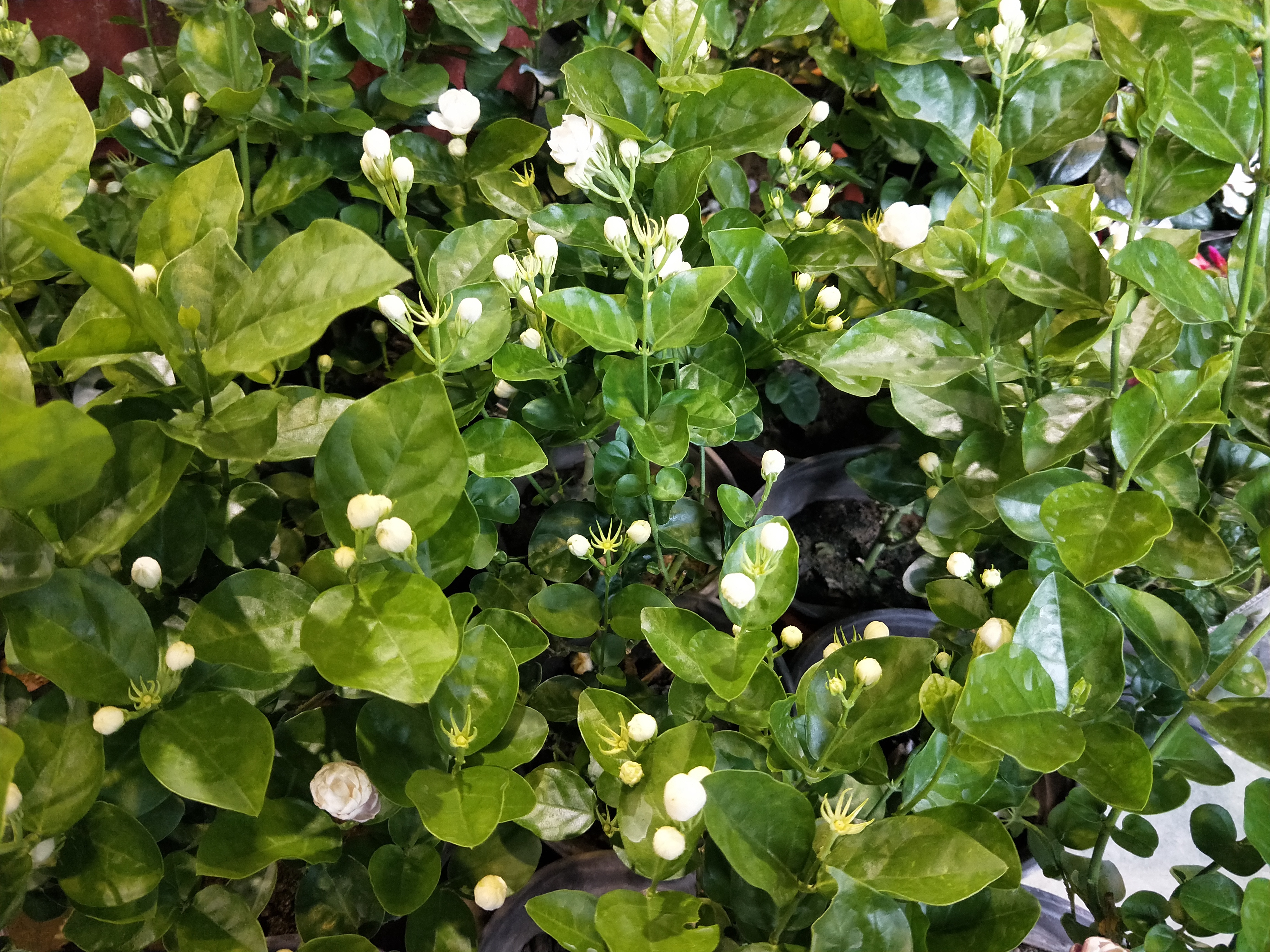 修剪|想要茉莉花开花多，香味浓郁，改善4个养护措施，花团锦簇香味浓