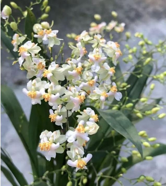 春天养此款花卉,春风吹开花旺,花开媲美玫瑰,花朵姿态万千