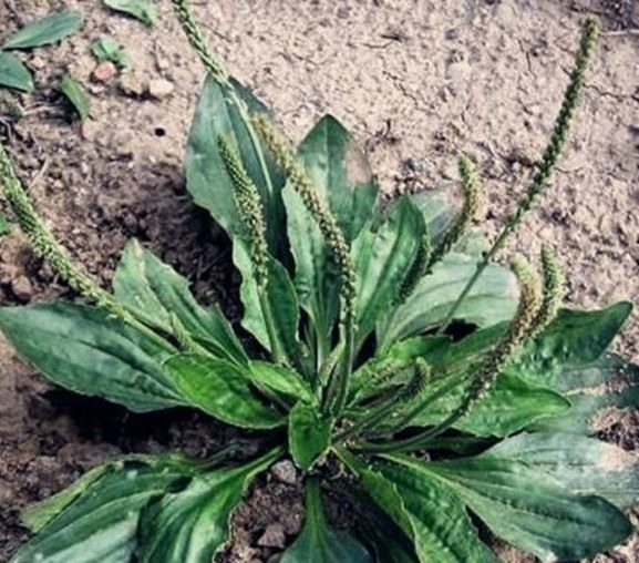 尿酸过高|车前草有妙用,治疗关节炎只是其一,中老年犯的大病小病全靠它