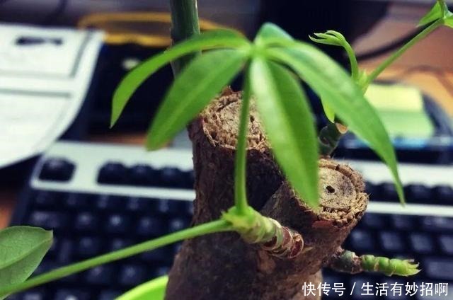 10种花,春天不能晒,躲屋里最安全!10种花,春天不能晒,躲屋里最安全!