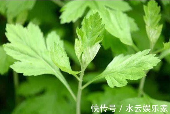 艾草|农村“艾草”百利而2害,危害极大,很多人还不清楚,傻傻吃