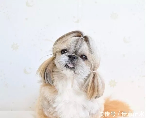 太可怕了,我的发型还没有一条狗好看!