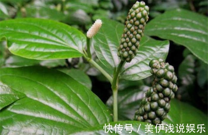 药用|农村一种野草,长得一串串的,可以拿来吃,也可以药用,了解吗?