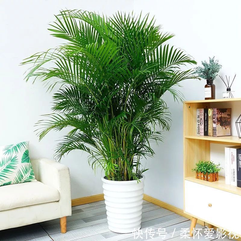 长寿|要想身体健康长寿,家庭必备的几种植物!