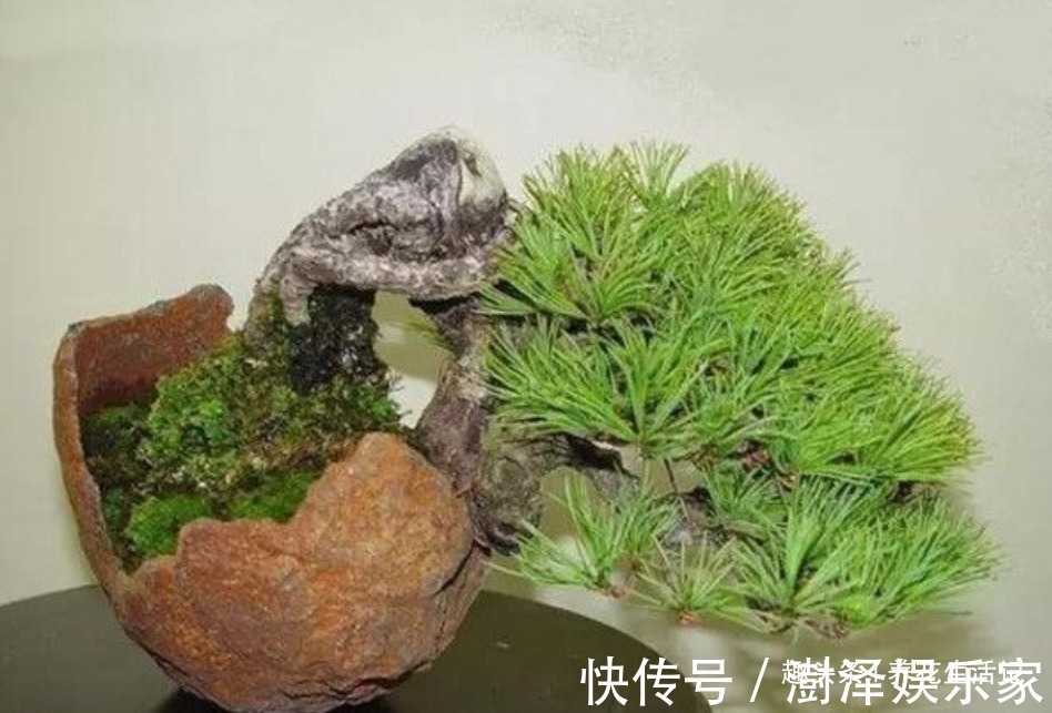 盆景|黑松盆景不发芽,做好“4个”主环节,生长旺“出芽”率高!