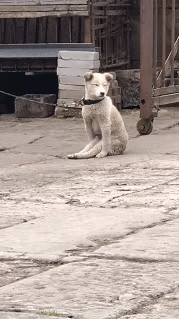 |搞笑GIF:闺蜜说她找到了男朋友,差点我就相信了