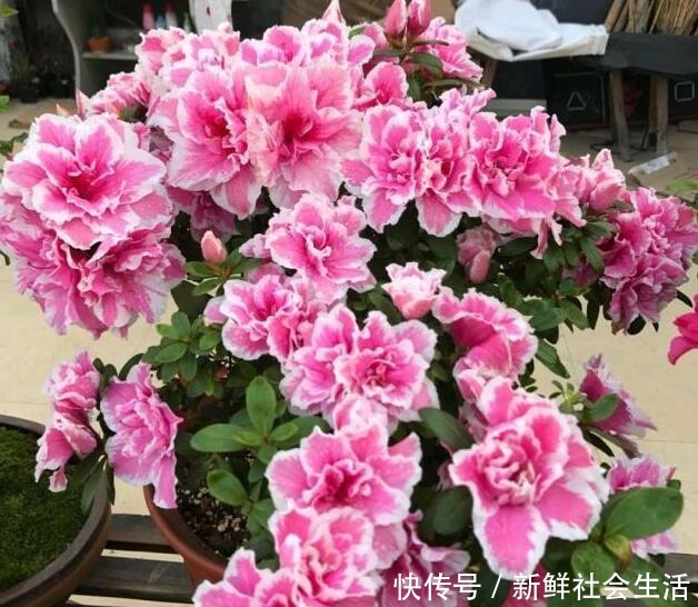 这花让人太心动,60元一盆咬牙买,冬天“赏花”全靠“它”!