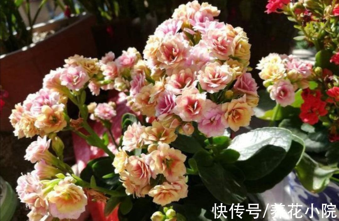 长寿花|秋天养上3种花，细心管理，春节期间就能开花