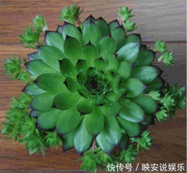 这种多肉掉地上就生根,一年可变几百盆,生的小崽在周围,美极了