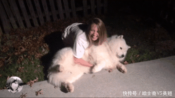 两只大白熊犬共240斤 主人每次回家开门就是一扑 头疼 快资讯 两只大白熊犬共240斤 主人每次回家开门就是一扑 头疼 快资讯