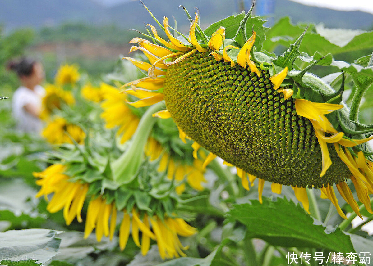 绿豆|小暑到，农村习俗小暑过后吃“八宝”，能够消暑解乏、心情愉悦