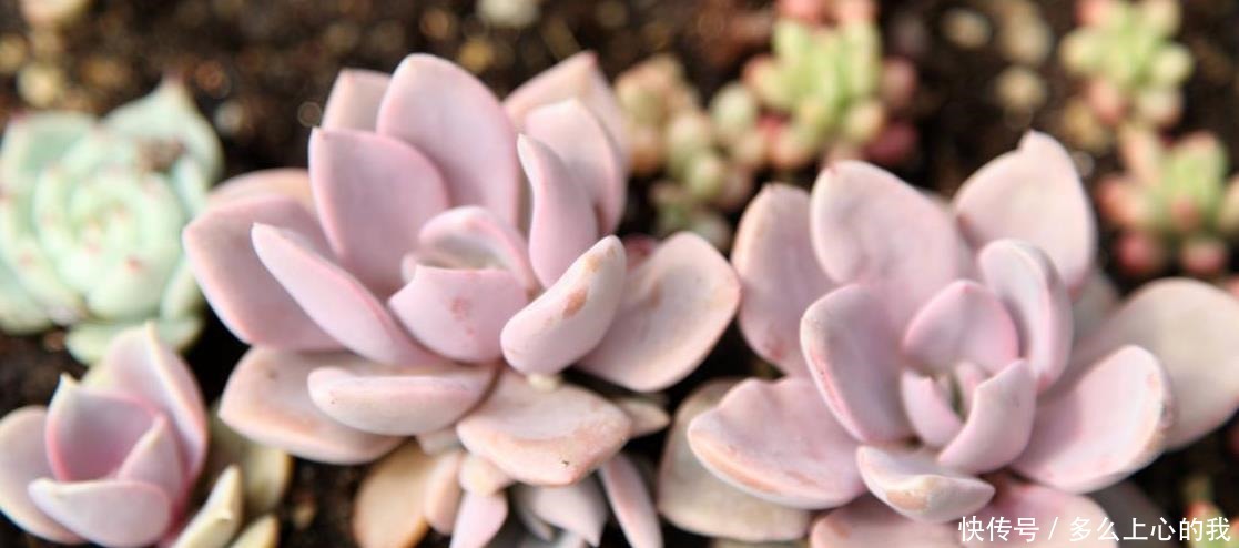如何养好“多肉”免费教你一招“多肉”养殖技术!