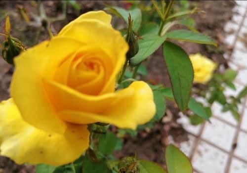  黄叶|盆栽月季花为什么老死叶子？