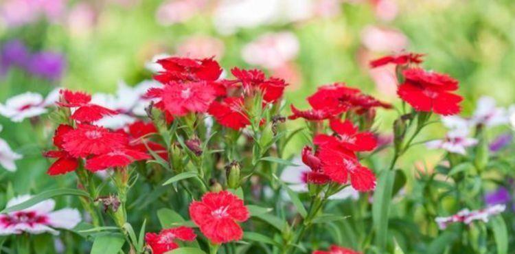 4种花适合冬天养,开花爆盆花期长,一盆千百朵,枝头花苞满