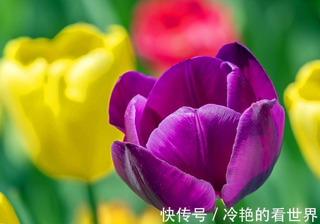 香雪兰|秋天到,是时候把这些种球叫醒了,顺便分享球根花卉成功度夏技巧