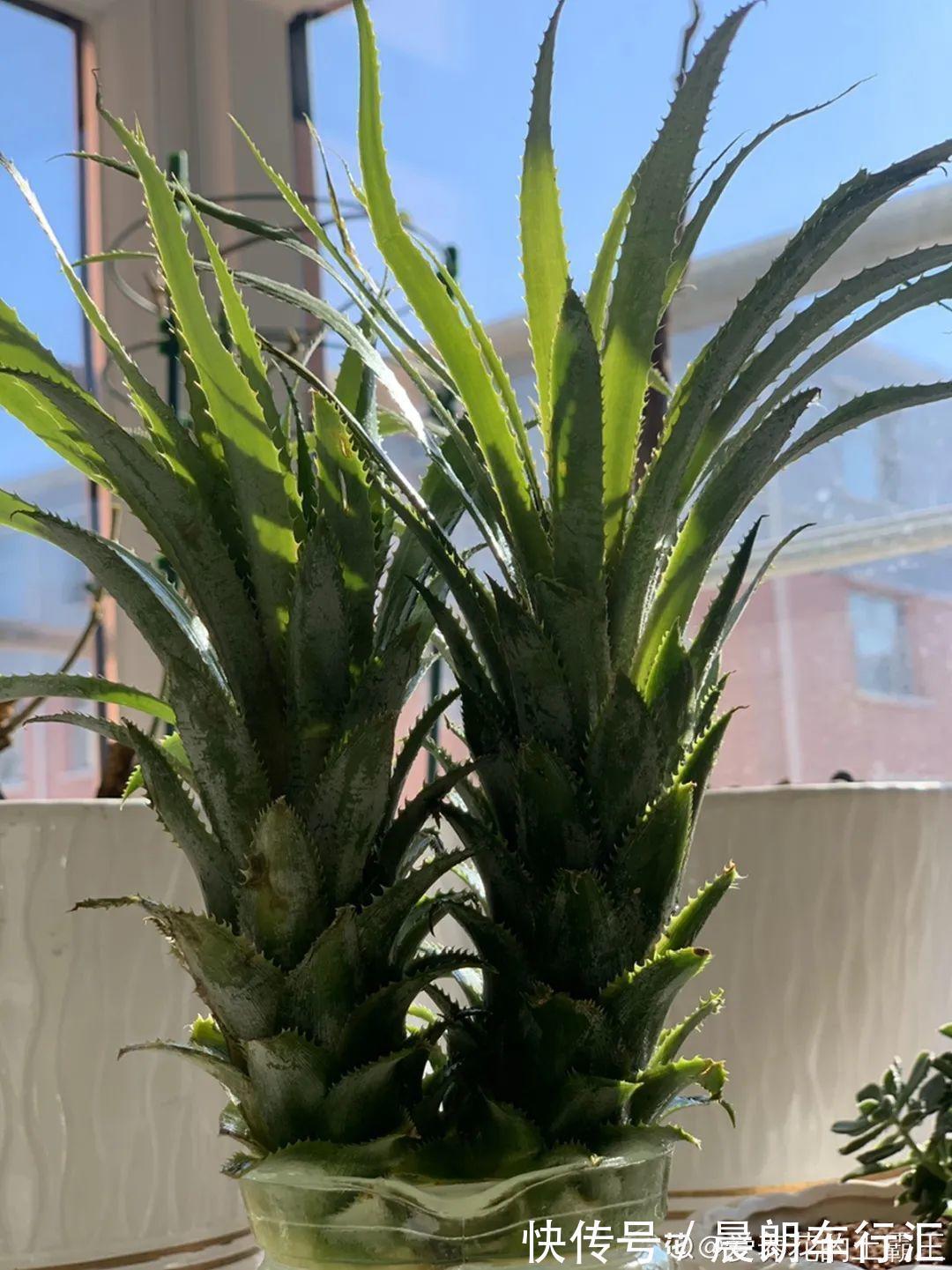 绿萝可以扔了,养盆“格调”花,颜值高还有气质