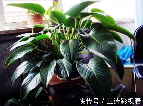 铜钱草|不要再说自己不会养花了!6种花“沾土就活”,越养越有成就感