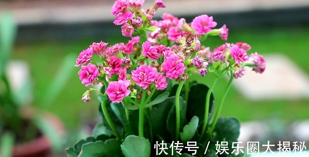 养长寿花,教你这样养,花苞多、长得快!当年花朵蹭蹭冒!真牛